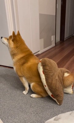 「おやつ」と聞いた文太くんの反応⑩