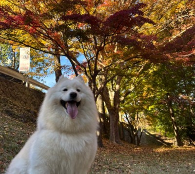 紅葉