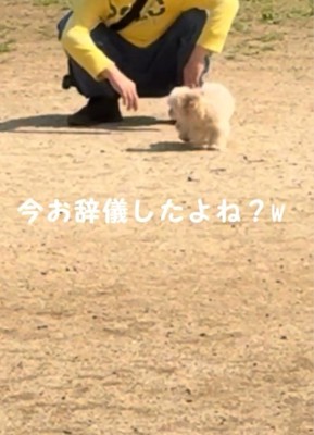 後ろを向く犬