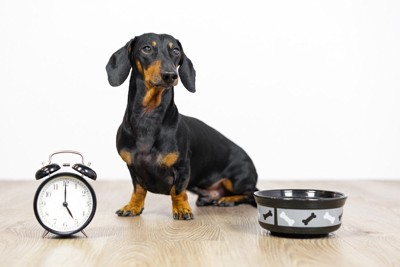 ご飯を待つ犬