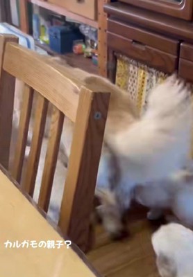 ママは慣れっこ…!?