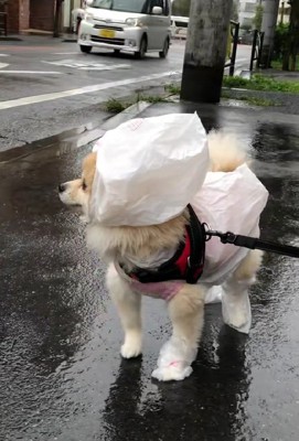 どこかに行っちゃったけど…