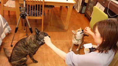 お刺身を食べる2匹