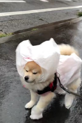右前足のお靴はどこ…？