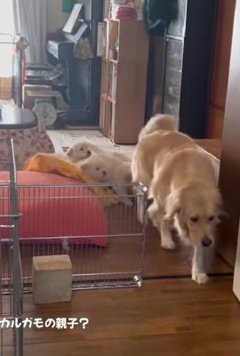 後ろをついてきたのは…