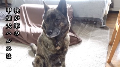 甲斐犬のハルヱちゃん