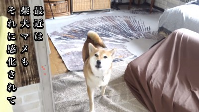 柴犬のマメちゃん