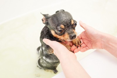 入浴する犬