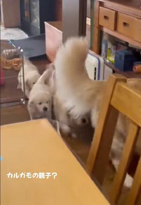 たくさんの子犬たち!!