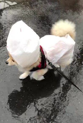 雨が降った日のせつ子ちゃん