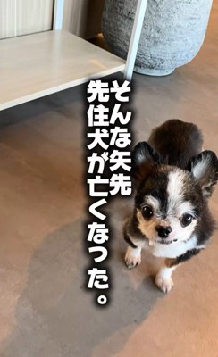 ダニエルくんとの数ヶ月間5