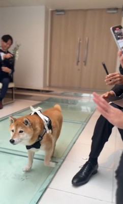 リングドッグを務めるじろー君7
