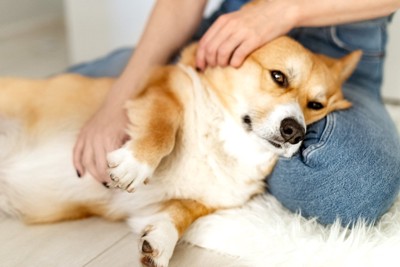 リラックスしている犬