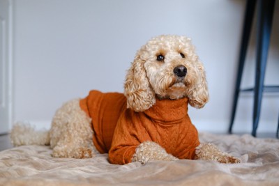 服を着た犬
