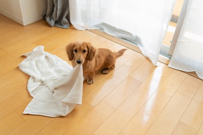バスタオルを咥えたダックス