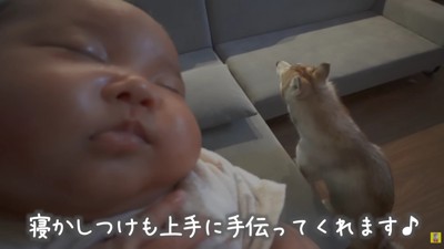 寝かしつけにも協力