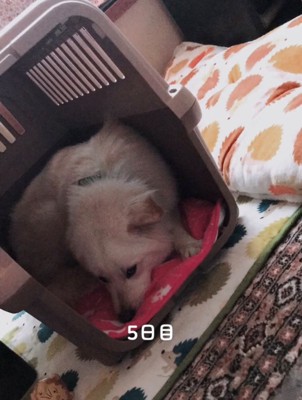 クレートの中で伏せて横になる犬