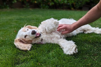 お腹を撫でられてうれしそうな犬