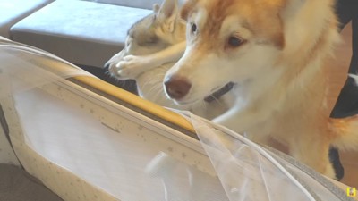 可愛い赤ちゃんに大興奮！