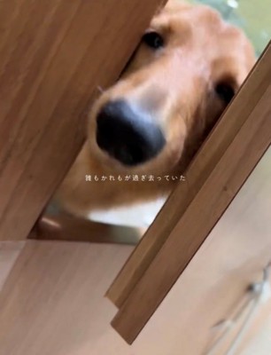 隙間から外を見つめる犬