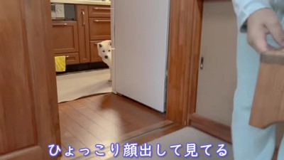 ご飯はまだかな？