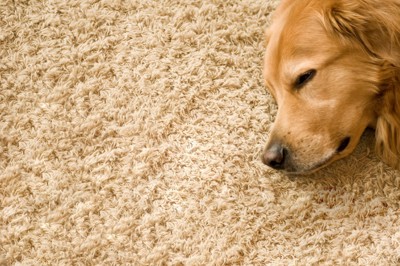 眠る犬