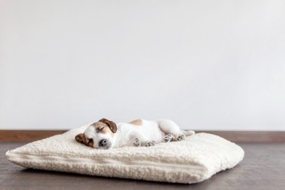 平らなベッドで熟睡する子犬