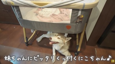 頼もしいにこちゃんに感嘆！