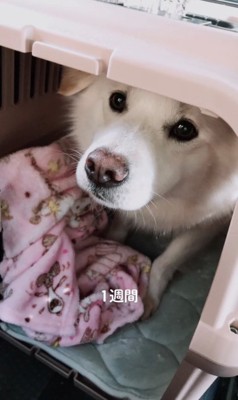 クレートの中で少し前に出てきた犬