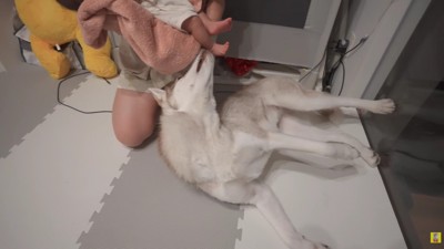 そっと足を舐めるにこちゃん