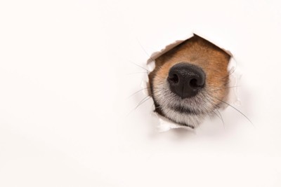 穴から鼻を出す犬
