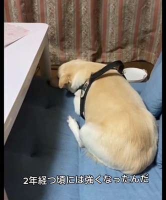クッションの上でくつろぐ犬
