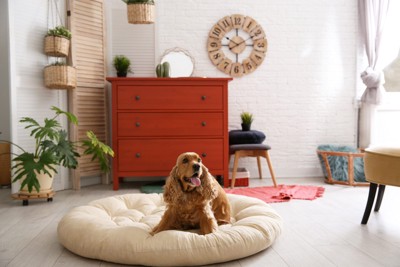 リビングのベッドで寛ぐ犬