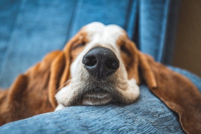 ソファで寝ている犬の鼻