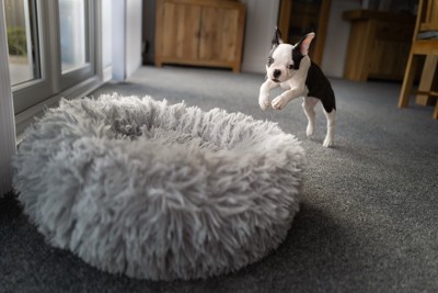 ふわふわの大きなベッドに飛び込もうとする子犬
