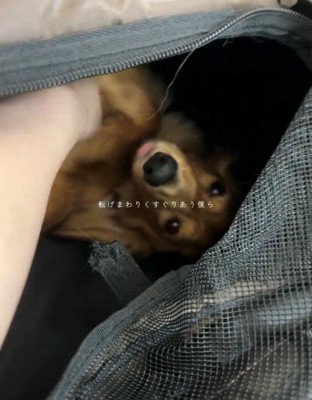 バッグの中で撫でてもらう犬