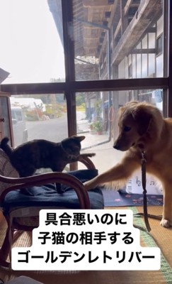 子猫と遊ぶ大型犬