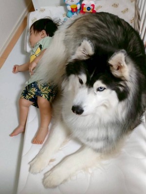 ハスキー