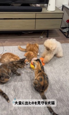 配給係をするくるみちゃん6