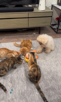 配給係をするくるみちゃん5