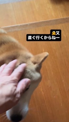 犬の頭を撫でる飼い主