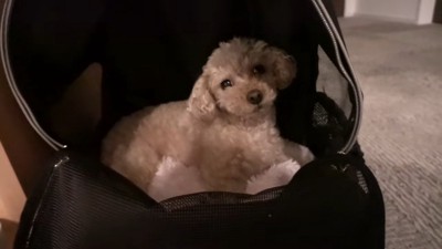 リュックに入るモコちゃん