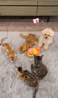 配給係をするくるみちゃん9