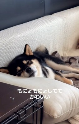 目をつぶるきびくん