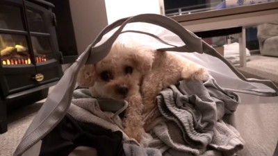 ランドリーバッグに入るモコちゃん