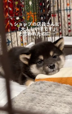 黒柴犬のきびくん