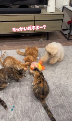 配給係をするくるみちゃん4