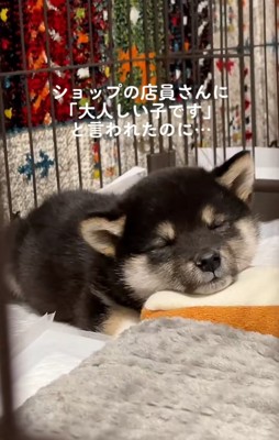 目をつぶるきびくん