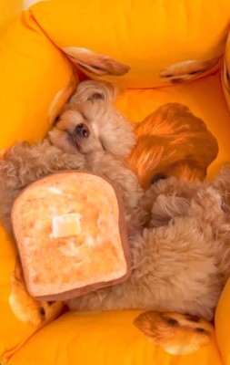 動物病院に連れて行くことに
