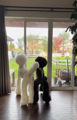 3頭のスタンダードプードル